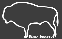 Bison bonasus